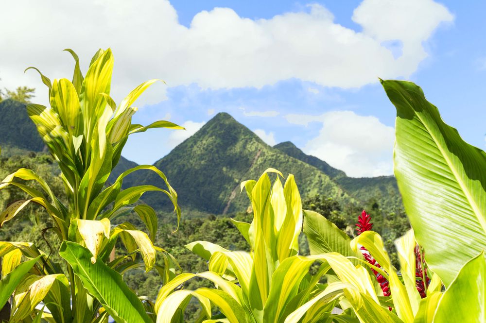 végétation luxuriante en Martinique