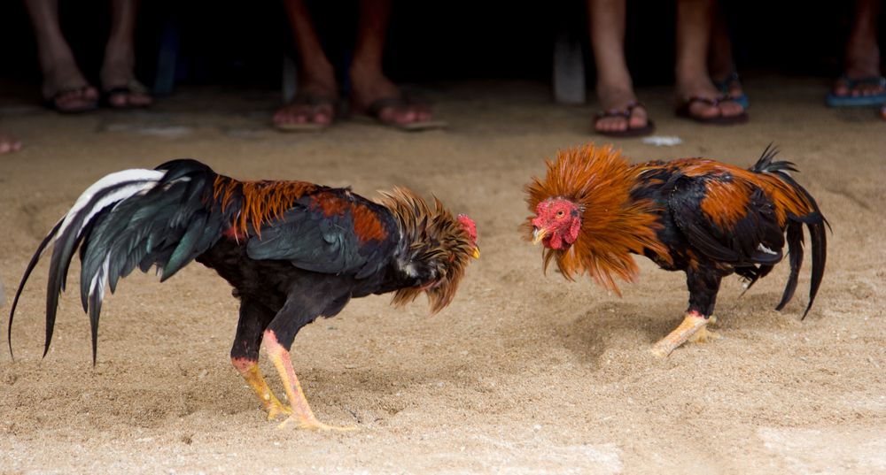 Combats de coqs en Guadeloupe